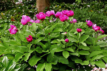 Paeonia mascula ssp. mascula
