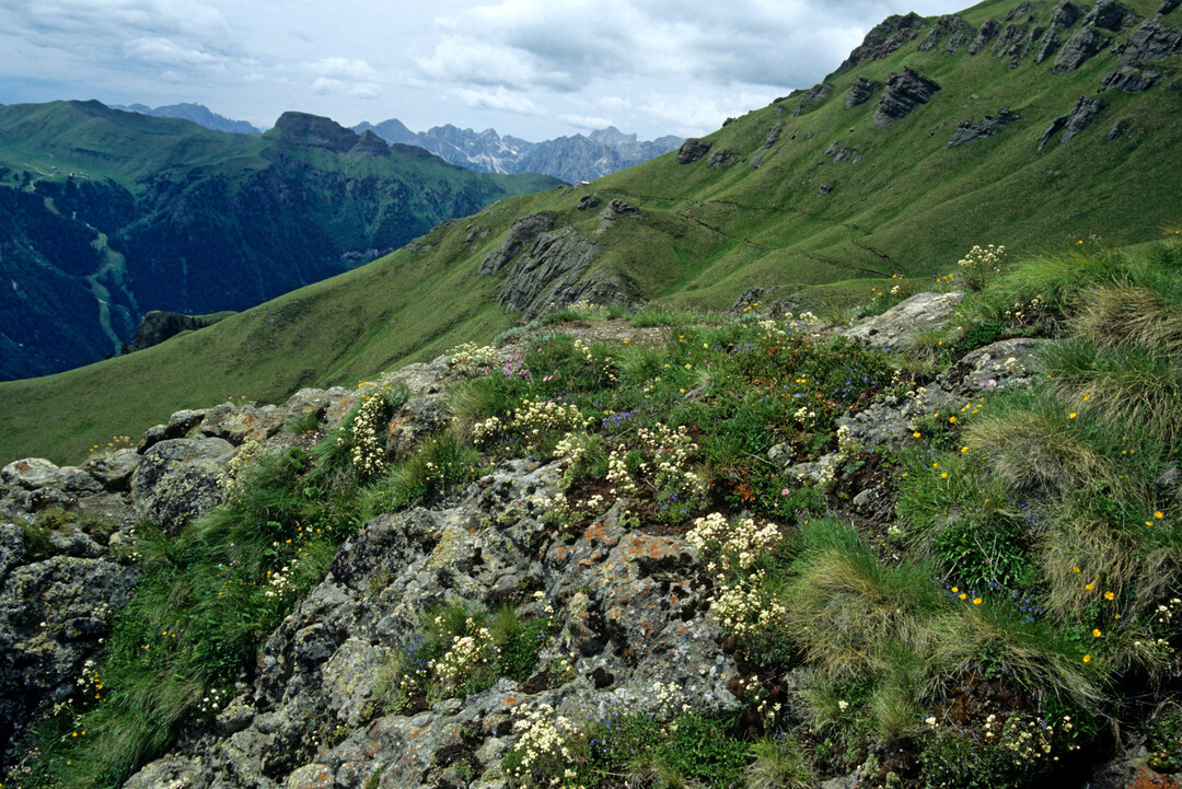 Saxifraga paniculata fhlt sich in Rasenlcken zwischen Gestein wohl.