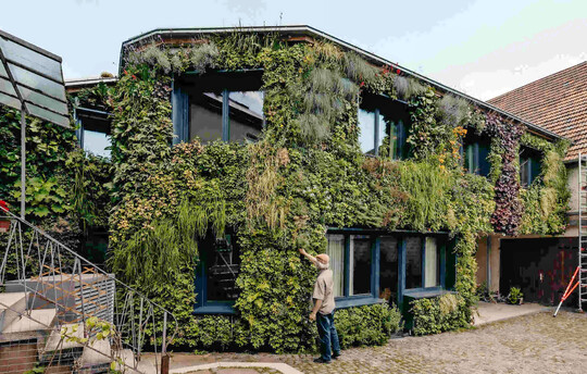 Platz 1 in der Kategorie BuGG-Fassadenbegrnung des Jahres 2025: Einfamilienhaus in Karlsruhe