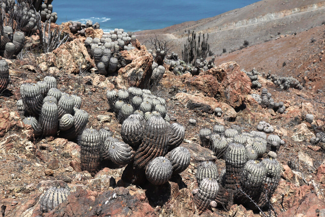 Copiapoa cinerea bei Taltal, Nordchile