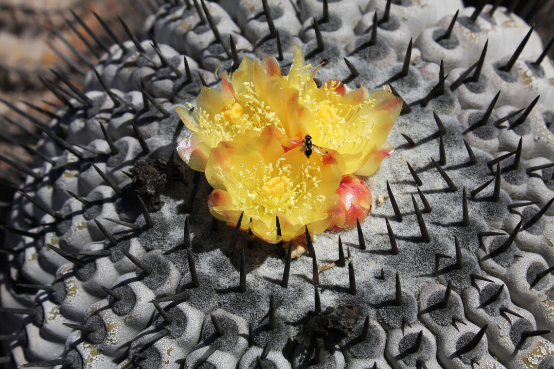 Copiapoa cinerea in Blüte