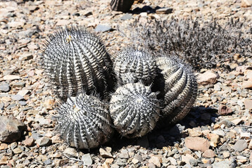 Gruppe von Copiapoa cinerea