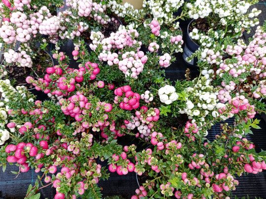 Gaultheria mucronata (Syn. Pernettya) in verschiedenen Fruchtfarben