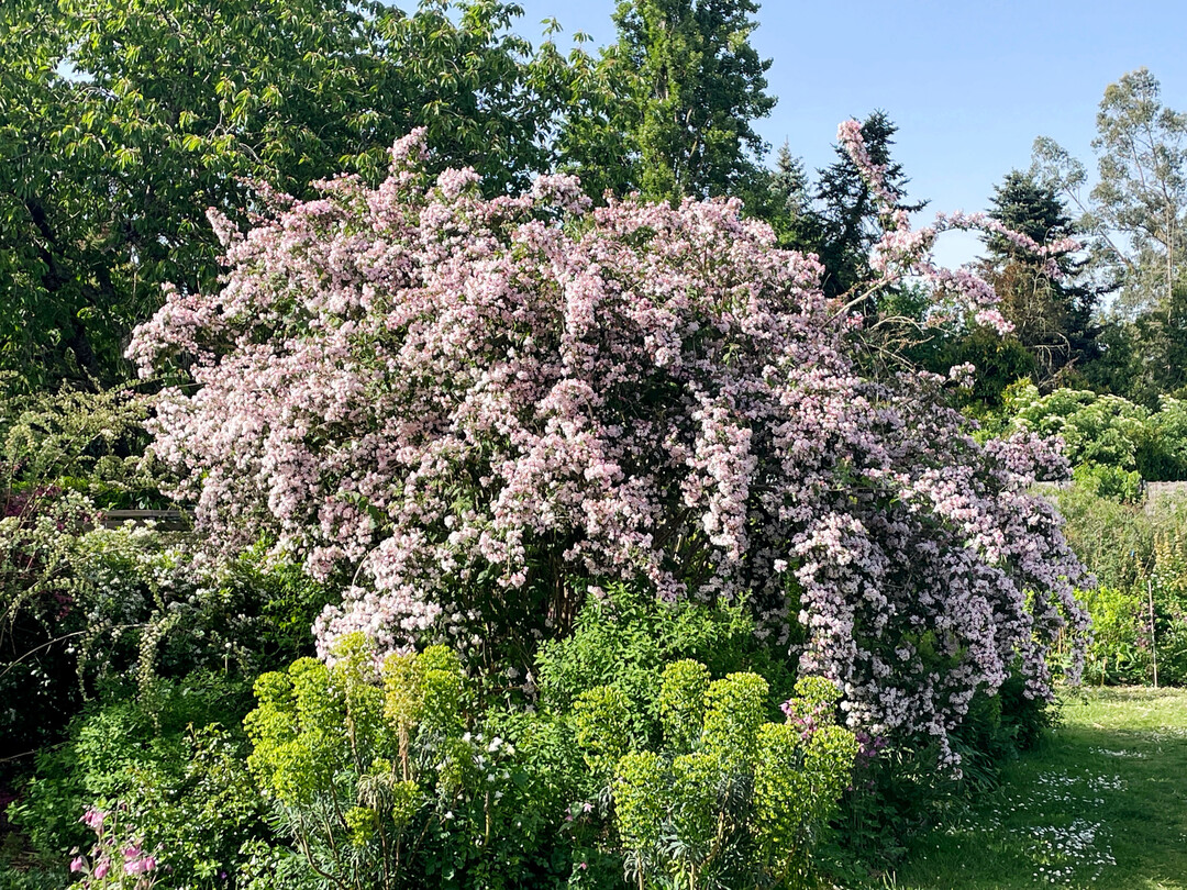Kolkwitzia amabilis in voller Bltenpracht im Mai