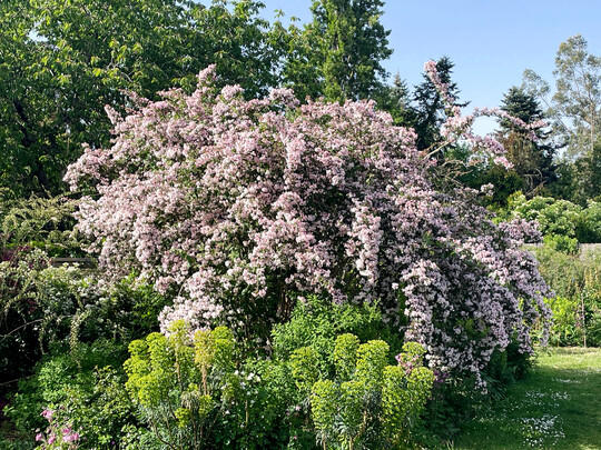Kolkwitzia amabilis in voller Bltenpracht im Mai