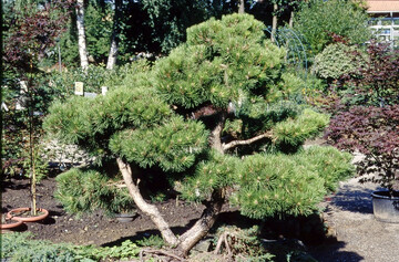 Die Jungpflanzenzucht von Nadelbäumen verkleinerte sich in den letzten Jahren um fast ein Viertel.