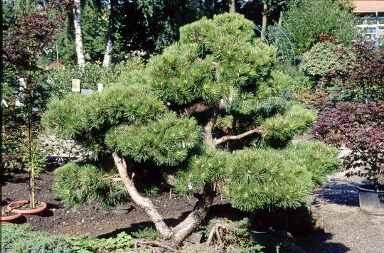 Die Jungpflanzenzucht von Nadelbumen verkleinerte sich in den letzten Jahren um fast ein Viertel.