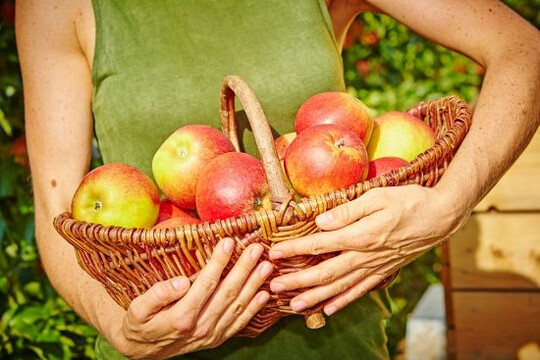 Die Obstbau-Betriebe stellen sich den groen Aufgaben unserer Zeit  vom Schutz der Umwelt ber faire Arbeitsbedingungen bis hin zu regionaler Versorgung und Biodiversitt, unterstreicht die Bundesfachgruppe Obstbau.