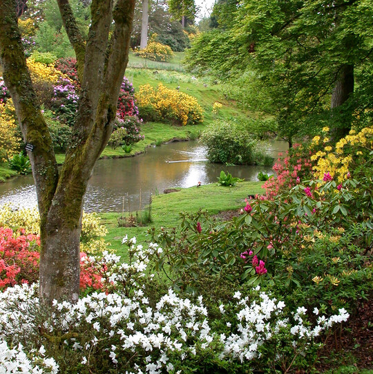 Waldartiger Bereich in Leonardslee Garden