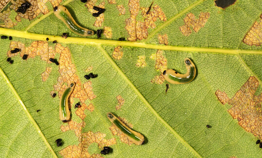 Die nacktschneckenähnlichen Larven besitzen ein unverwechselbares Aussehen und treten meist gesellig auf.