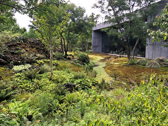 Der Regengarten, ein temporres Feuchtbiotop, geht in den Moosgarten ber.Bei Regen entsteht eine teichhnliche Wasserlandschaft, nach dem Abflieen eine wilde Feuchtwiese. An den tiefsten Gartenbereichen dominieren Wasserknterich, Seggen und Strauenfarn, dazwischen Koreanischer Lauch und Japan-Primel. Nebeldsen halten den Boden im Moosgarten stets feucht. 