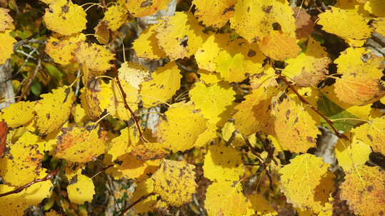 Zitter-Pappel (Populus tremula) mit leuchtend gelbem Herbstlaub