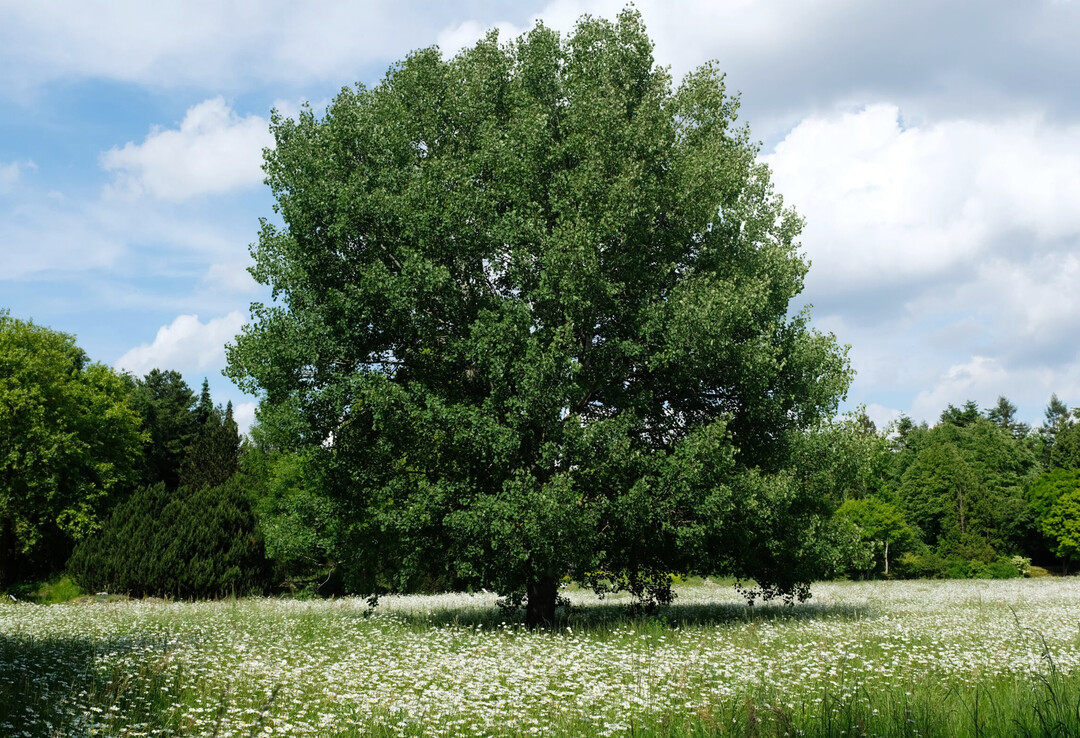 Zitter-Pappel als stattlicher Baum