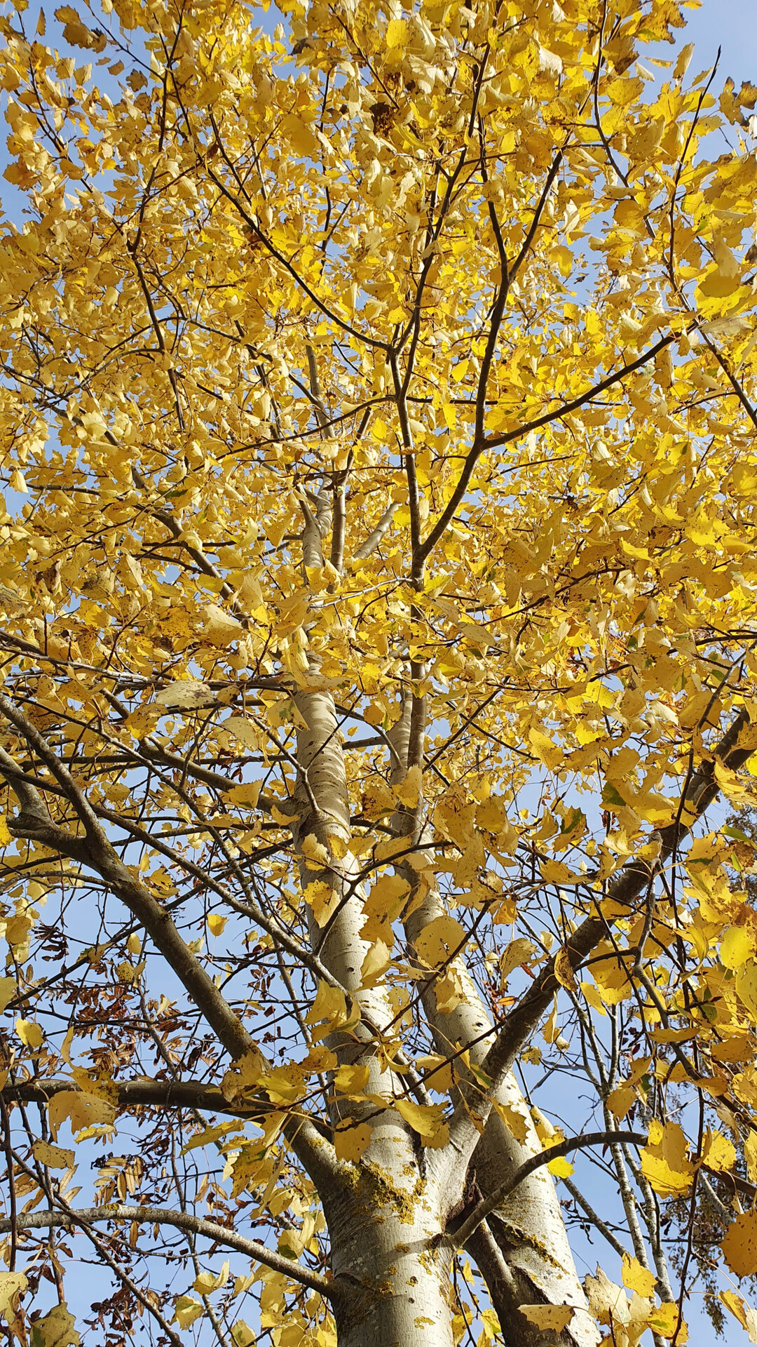 Zitter-Pappel im Herbst – der hellgraue Stamm ist typisch