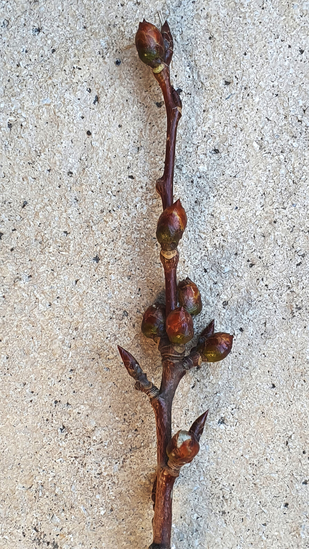 Zitter-Pappel, Zweig mit Knospen