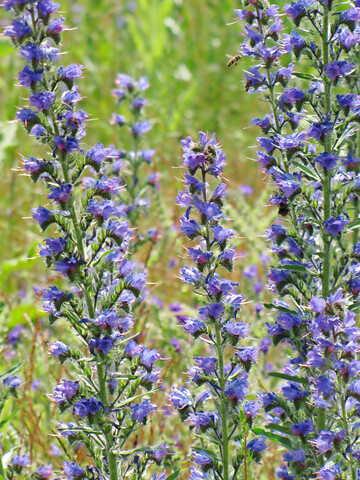 Der Gewöhnliche Natternkopf (
<i>Echium vulgare</i>
) wurde zur Wildpflanze des Jahres 2026 gekürt