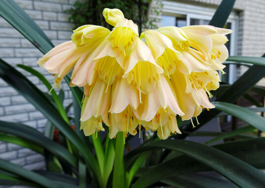 Clivia Velvet Lady, eine Zchtung von Theo Suchland