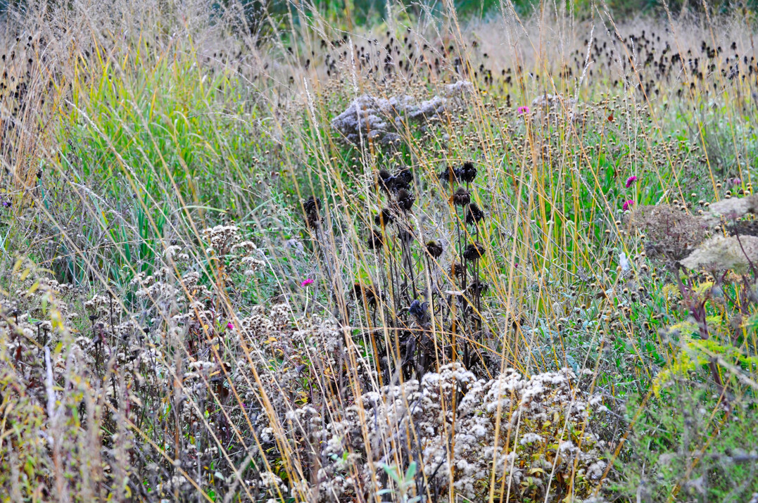 Sptsommer- und Herbstblher fr Ntzlinge und Vgel stehen lassen.
