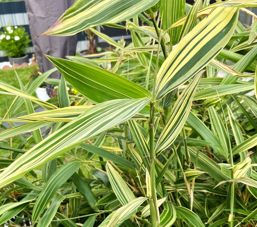 Die groen, panaschierten Bltter von Hibanobambusa tranquillans Shiroshima sind einzigartig im Bambussortiment.