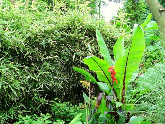 Hibanobambusa tranquillans Shiroshima als Hecke