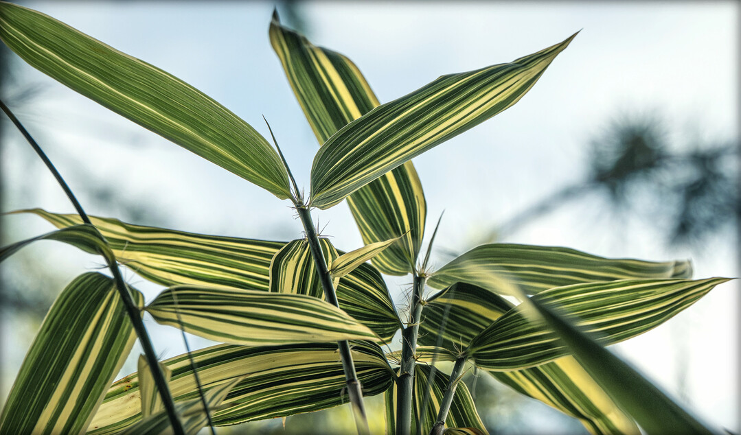 Blattscheiden von Hibanobambusa tranquillans Shiroshima haben auergewhnlich lange Wimpern.