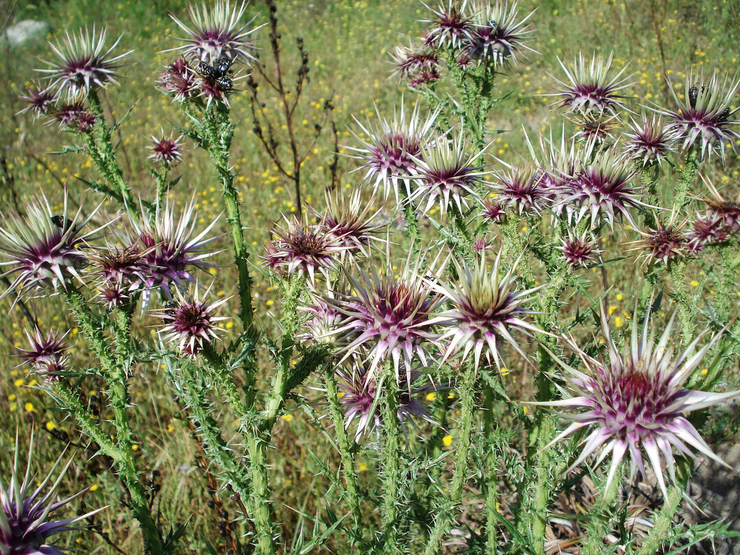 Schön und bewehrt – Onopordum boissierianum
