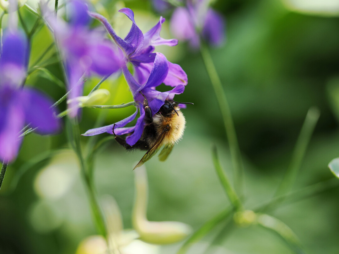 Nur Insekten mit langem Rssel gelangen an den tief im Sporn verborgenen Nektar.