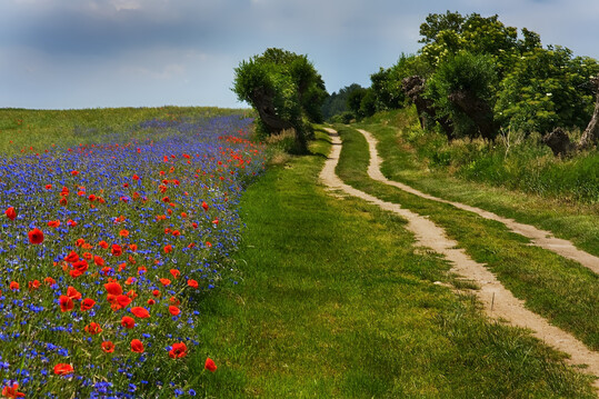 Blhstreifen an Feldwegen sind wertvolle Lebensrume und Rckzugsorte fr Pflanzen und Tiere.