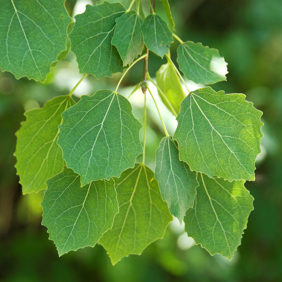 Zitterpappel (Populus tremula)