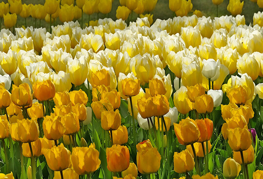 Frhlingshafte Tulpenblte an den Loire-Schlssern