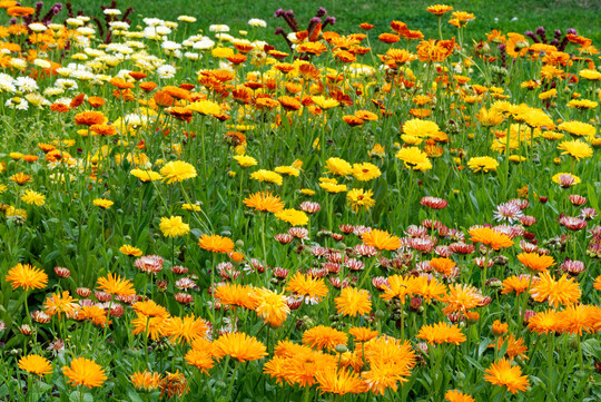 Ringelblumen-Vielfalt im Sortenvergleich