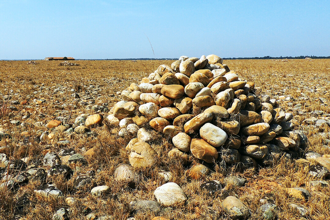 Sommer in der Crau d�Arles: Die Vegetation ist verdorrt.