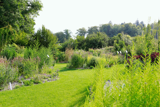 Blick durch den sommerlichen TCM-Arzneipflanzen-Garten