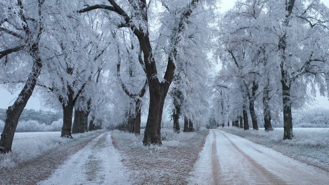1. Preis: Linden-Allee stlich von Havelberg