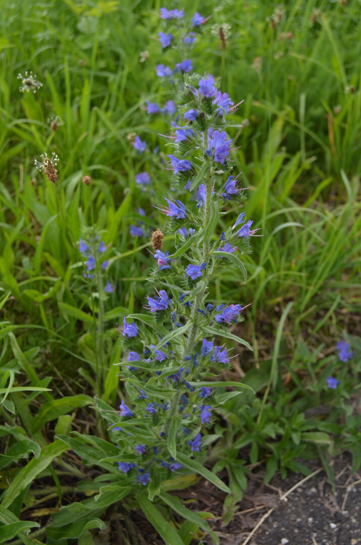Echium, Natternkopf: Die Wildstauden sind ein Insektenmagnet.