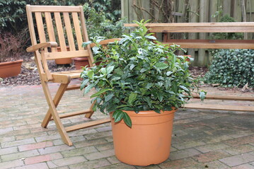 Tee-Ernte im eigenen Garten: mit Camellia sinensis Fresh-T.
