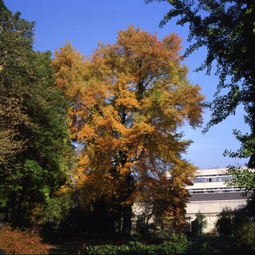 Championtrees 2020: Zwei Nyssa sylvatica ausgezeichnet.