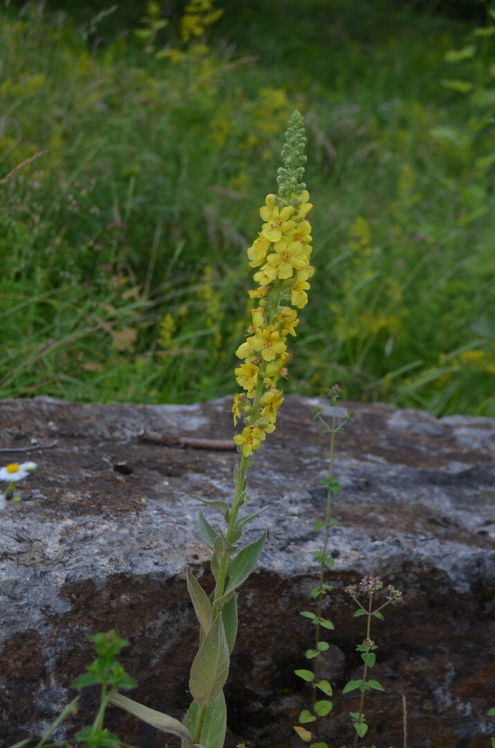 Knigskerze, Verbascum.