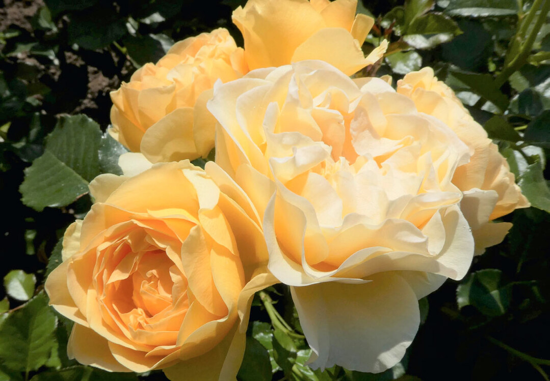 die „Goldene Rose von Baden-Baden“, ging erstmals seitüber zehn Jahren wieder an eine gelbe Rose: ‘Spotlight’ von Kordes Rosen