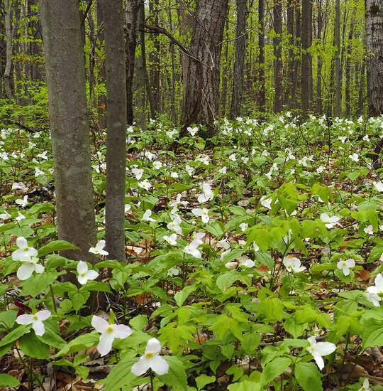 Trillium grandiflorum am Naturstandort