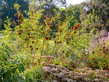1 Glycyrrhiza yunnanensis im Luisenpark Mannheim