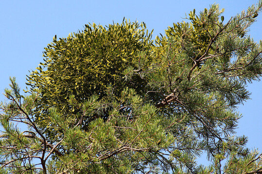Auch Kiefern werden von Misteln besiedelt.