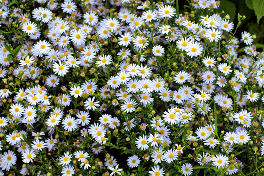 Für blassblaue Blütenwolken schon ab der Sonnenwende sorgt Kalimeris incisa ‘Charlotte’.