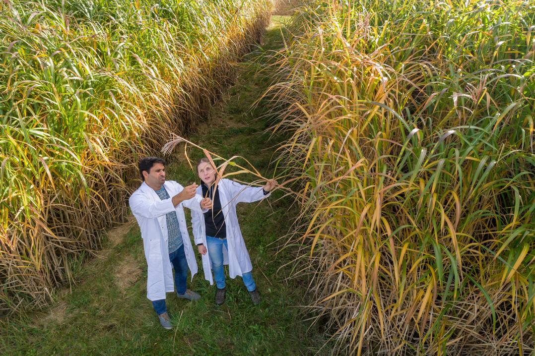 Miscanthus x giganteus: Rohstoff für Bioethanol und CO2-Speicher