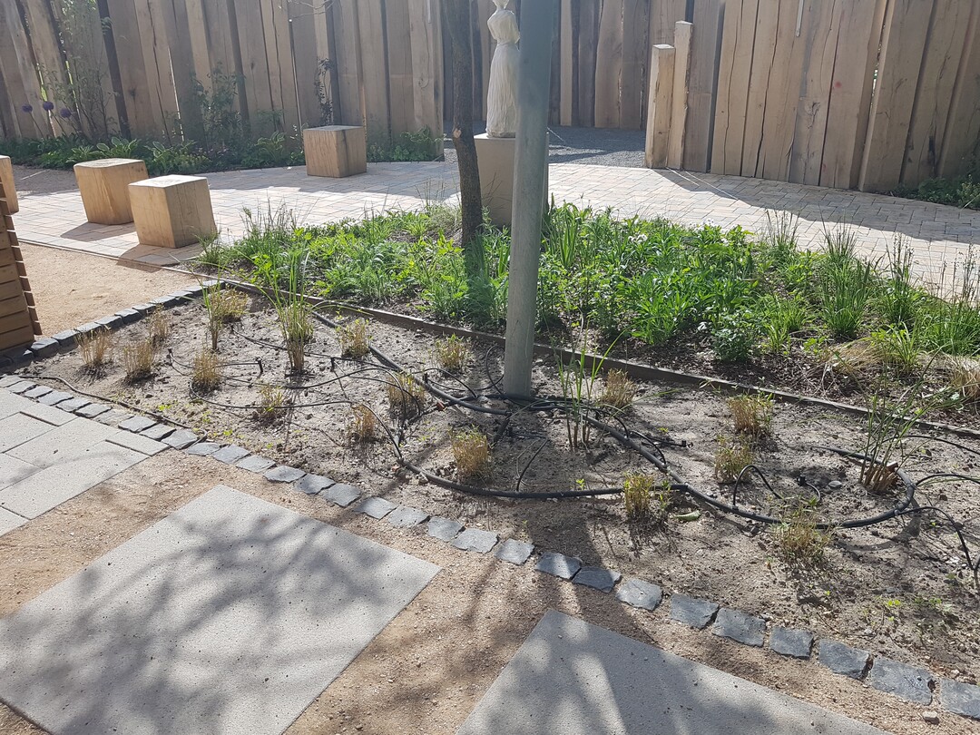 Derartige Bilder wnscht man sich auf Gartenschauen eigentlich nicht (gesehen in einem Schaugarten). Keine gute Werbung fr den Planer, den ausfhrenden Betrieb und die Gartenschau selbst.