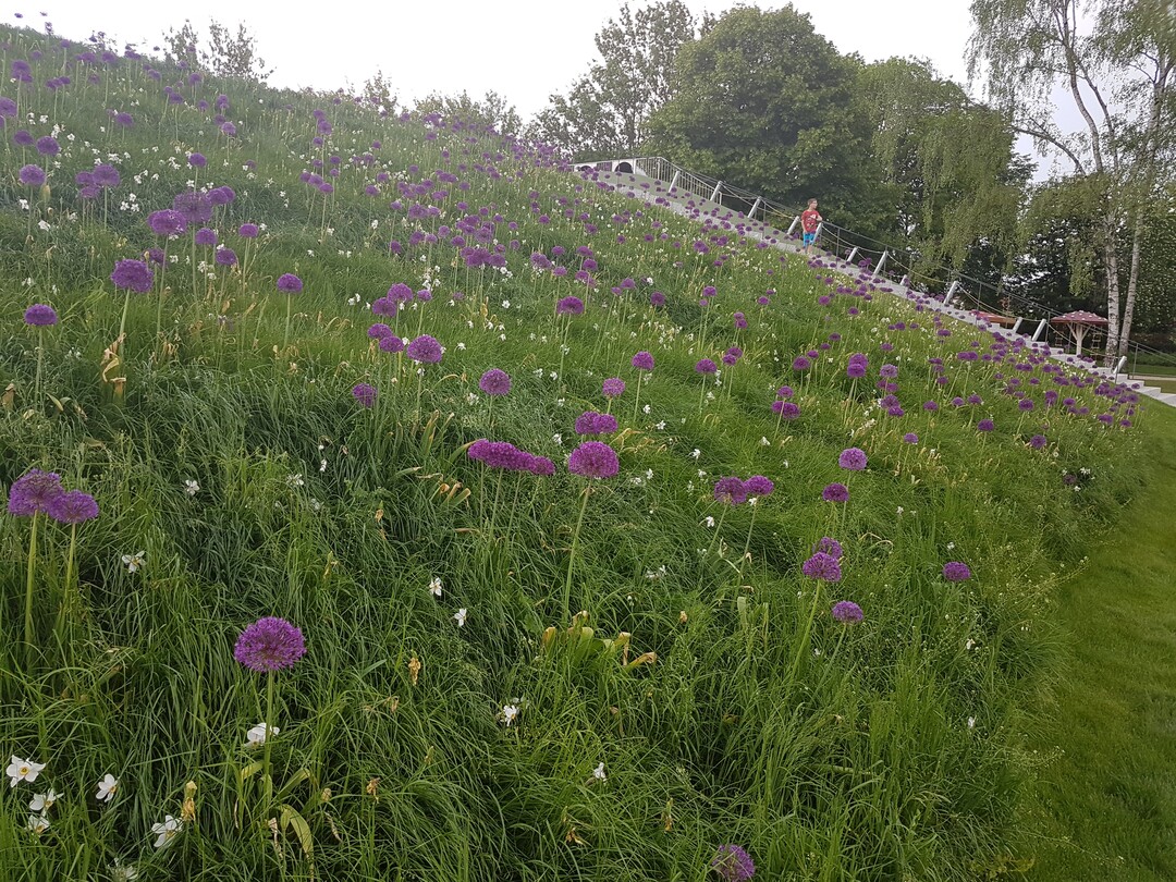 Der Flickschupark wurde von einem See geprgt. Am stlichen Rand wurde ein Hang groflchig mit Geophyten, darunter Zierlauch und Dichternarzissen, bepflanzt.