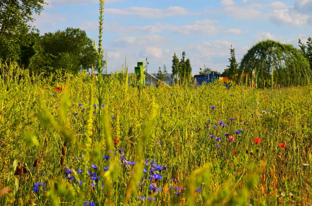 LGS Kamp-Lintfort: Mohn- und Kornblume blühen im ersten Jahr der neu angelegten Blumenwiese.