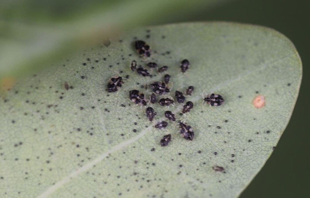 Blattunterseite einer Eiche berst mit Eiresten sowie einer Ansammlung von Nymphen der Eichennetzwanze (Corythucha arcuata)  