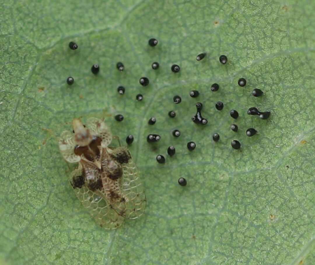   Eichennetzwanze (Corythucha arcuata) mit Eiern auf der Unterseite eines Eichenblatts