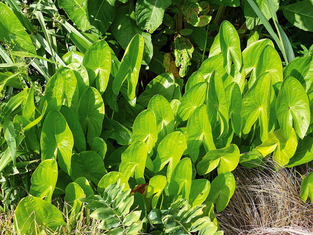 Sagittaria latifolia in Mörtelkübelkultur: Die Blätter werden zur Sonne orientiert und stehen nahezu parallel.